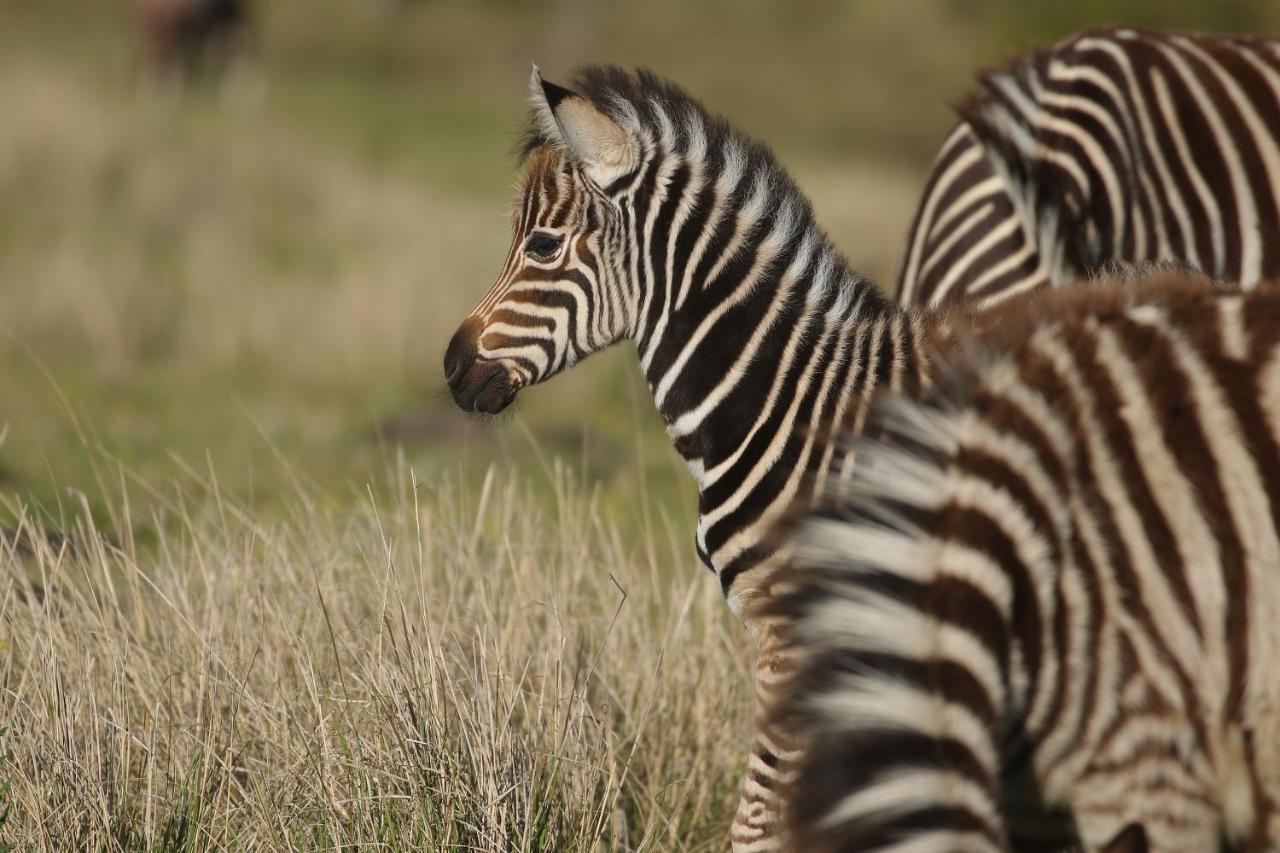 Kragga Kamma Game Park Villa Port Elizabeth Eksteriør billede