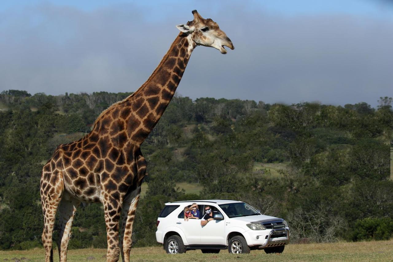 Kragga Kamma Game Park Villa Port Elizabeth Eksteriør billede