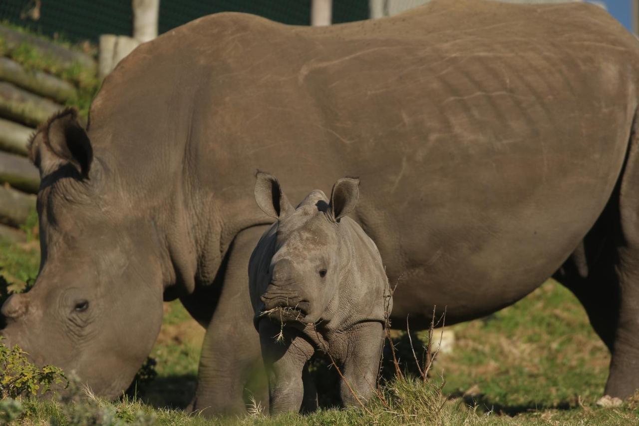 Kragga Kamma Game Park Villa Port Elizabeth Eksteriør billede