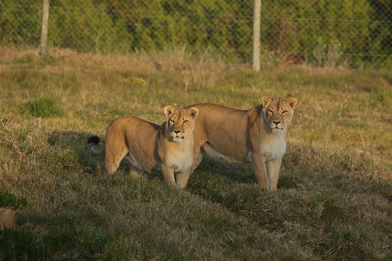 Kragga Kamma Game Park Villa Port Elizabeth Eksteriør billede