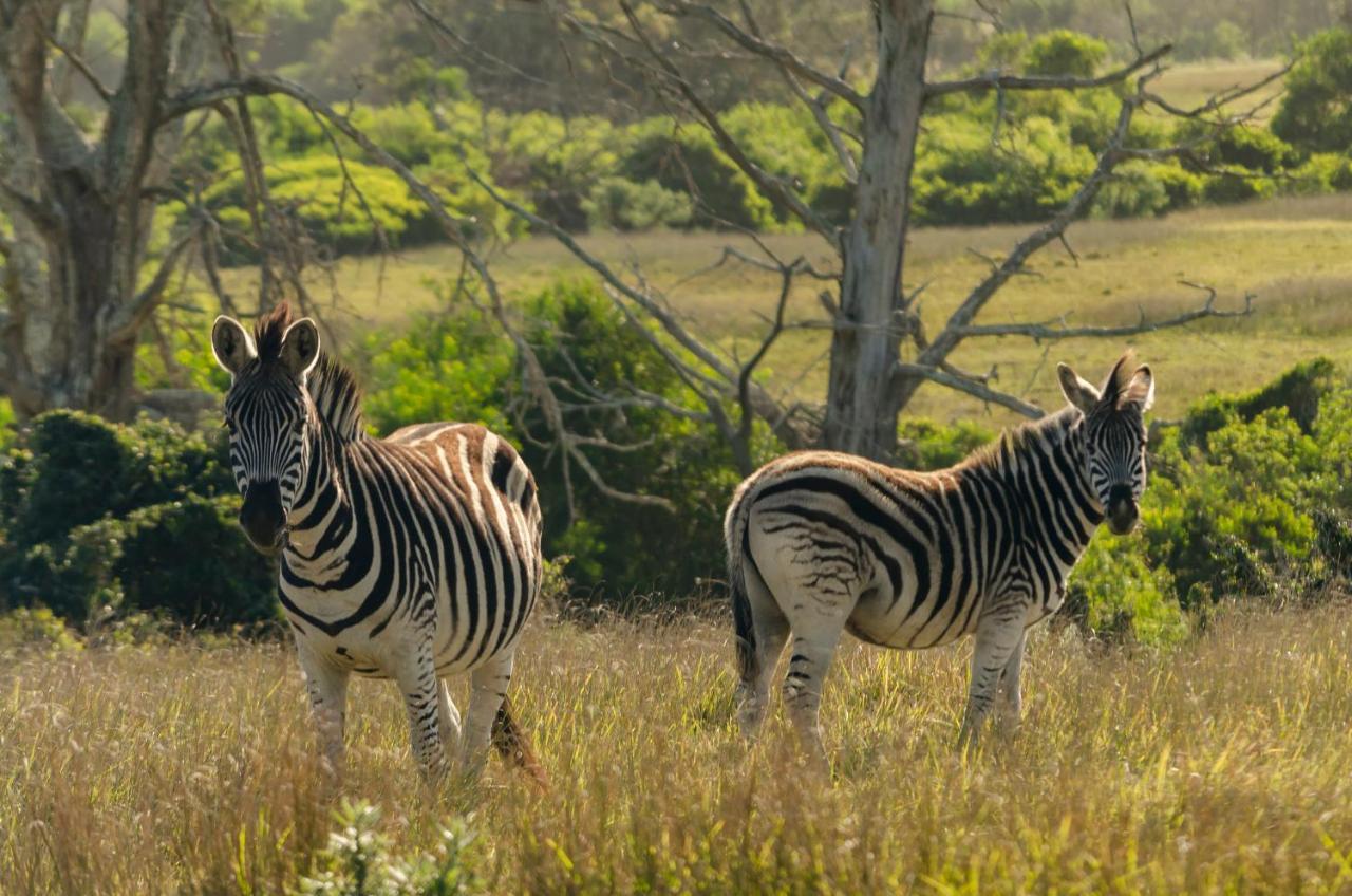 Kragga Kamma Game Park Villa Port Elizabeth Eksteriør billede