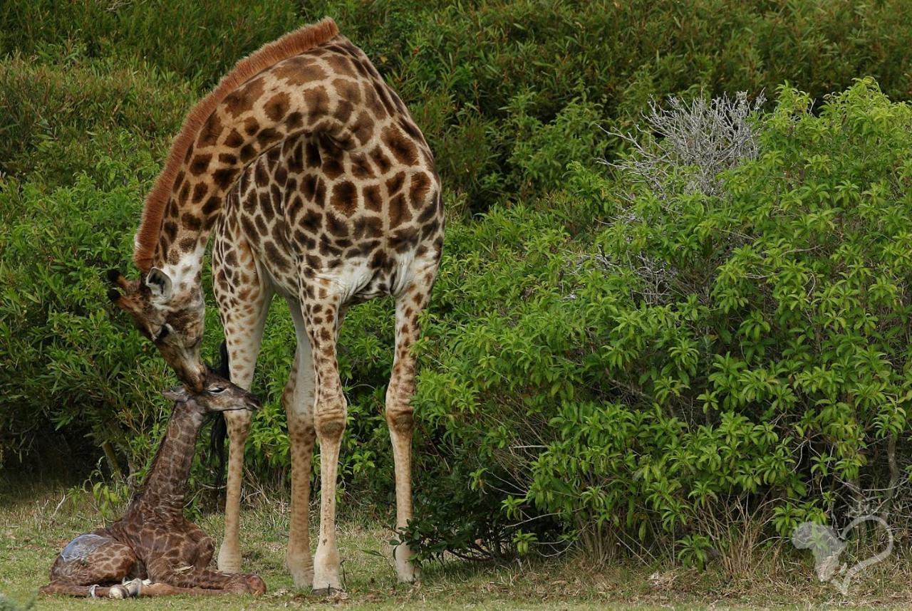 Kragga Kamma Game Park Villa Port Elizabeth Eksteriør billede