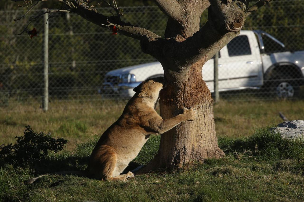 Kragga Kamma Game Park Villa Port Elizabeth Eksteriør billede