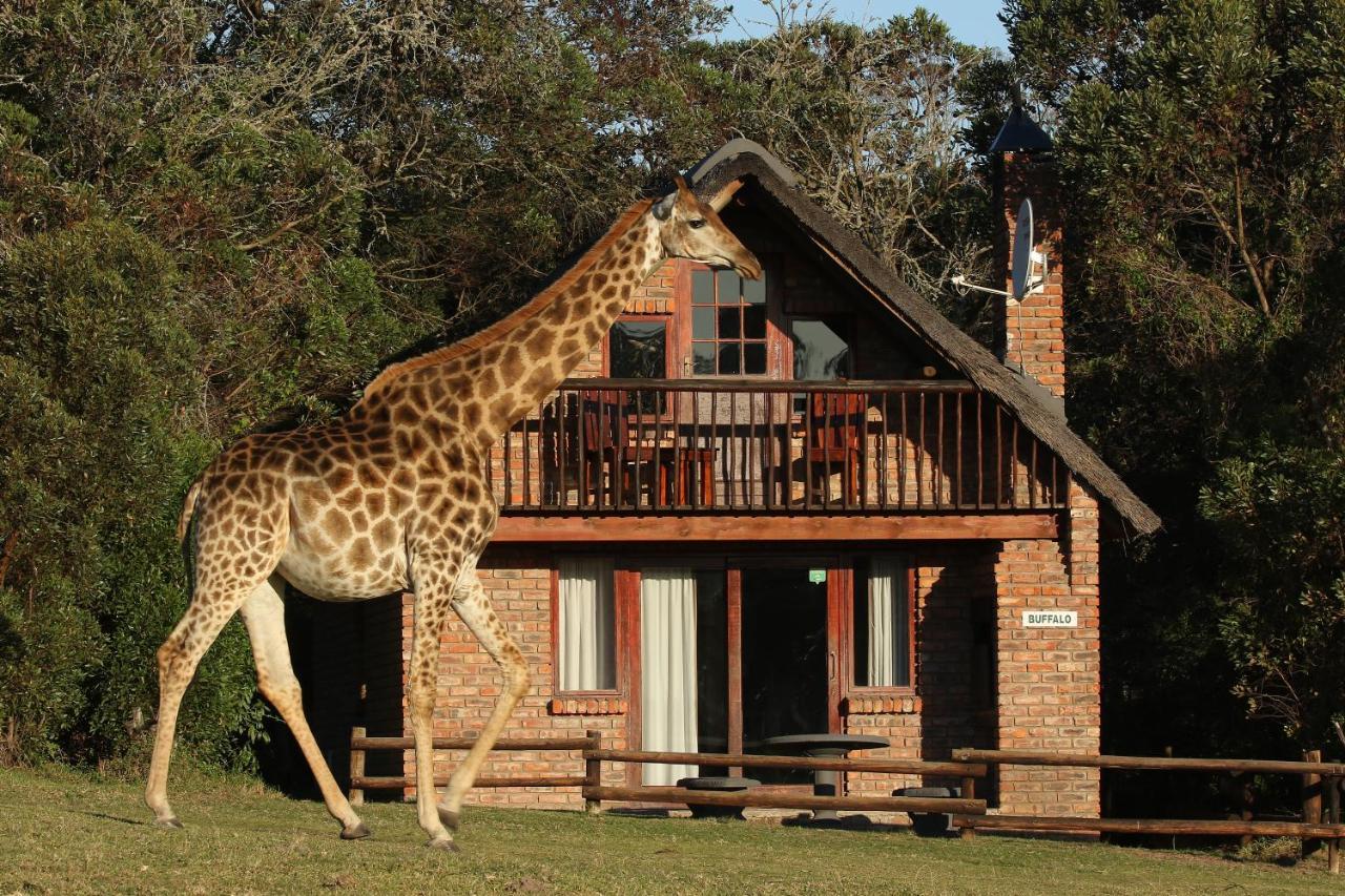 Kragga Kamma Game Park Villa Port Elizabeth Eksteriør billede