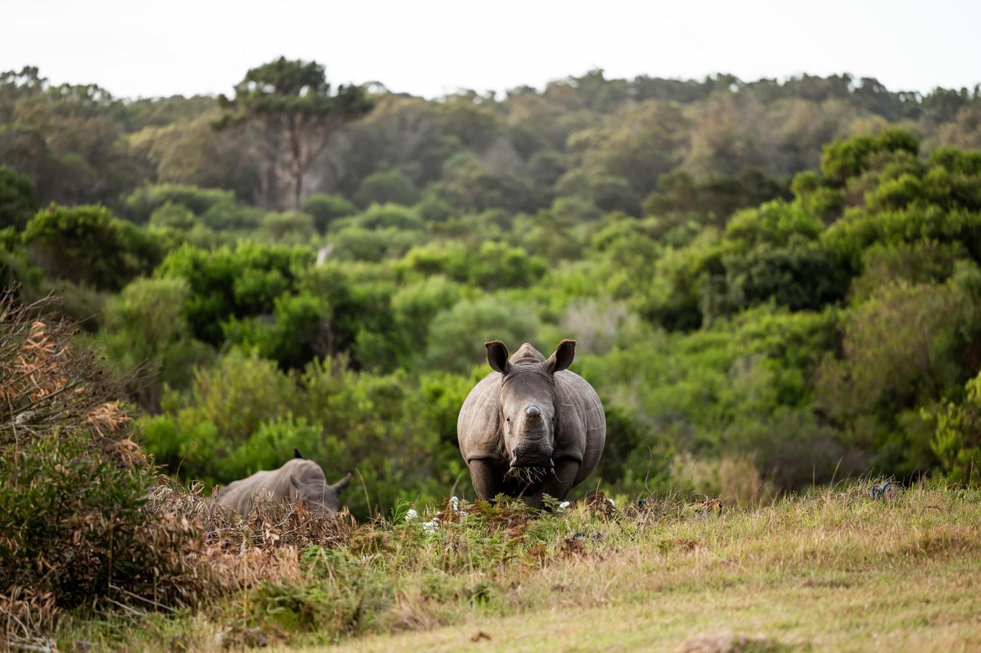 Kragga Kamma Game Park Villa Port Elizabeth Eksteriør billede